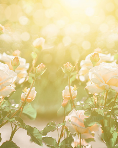 Roses